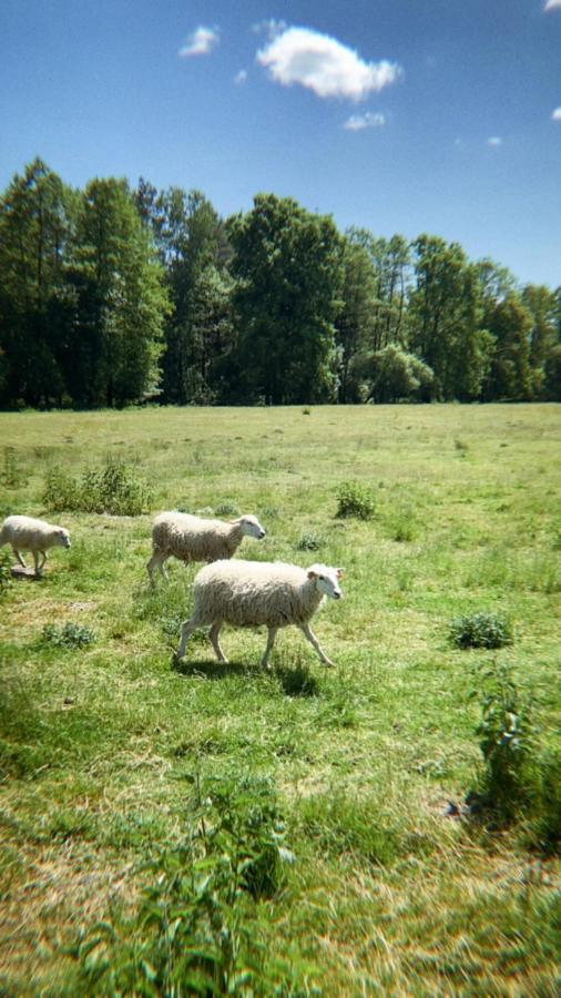 Domki Nad Pilica Krzetow Esterno foto